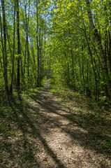 Fototapeta path in the spring forest.