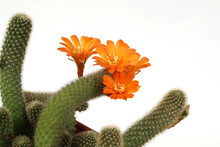 Orange Cactus Flower On A White Background Have Copy Space.