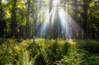 Leinwandbild Motiv Beautiful sunny morning in the green forest