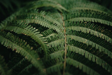 Super Close Up Of The Texture Of Some Fern Leaves On Dark And Green Tones During A Rainy Day