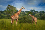 Two giraffe in the green vegetation with blue sky, wildlife nature, Okavango, Botswana in Africa. Mother and young in nature. Wildlife Botswana