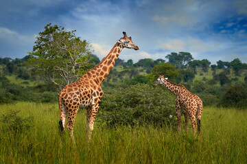 two giraffe in the green vegetation with blue sky, wildlife nature, okavango, botswana in africa. mo