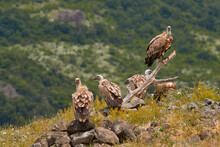 Griffon Vulture, Gyps Fulvus, Big Bird On Rocky Mountain, Habitat, Madzarovo, Bulgaria, Eastern Rhodopes. Wildlife Balkan. Animal Behavior.