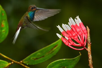 Wall Mural - Hummingbird with flower. Rufous-gaped Hillstar , Urochroa bougueri, on ping flower, green and yellow background, Bird sucking nectar from pink bloom, Colombia. Wildlife from tropic nature.