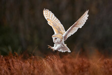 Owl Landing Fly With Open Wings. Barn Owl, Tyto Alba, Flight Above Red Grass In The Morning. Wildlife Bird Scene From Nature. Cold Morning Sunrise, Animal In The Habitat. Bird In The Forestm France