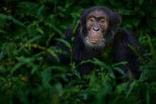 Chimpanzee, Pan Troglodytes, On The Tree In Kibale National Park, Uganda, Dark Forest. Black Monkey In The Nature, Uganda In Africa. Chimpanzee In Habitat, Wildlife Nature. Monkey Primate Resting.