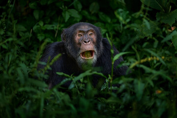 Wall Mural - Chimpanzee, Pan troglodytes, on the tree in Kibale National Park, Uganda, dark forest. Black monkey in the nature, Uganda in Africa. Chimpanzee in habitat, wildlife nature. Monkey primate resting.