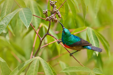 Wall Mural - Wildlife Uganda. Mariqua Sunbird, Cinnyris mariquensis, bird in the green vegetation, Uganda. Africa sunbird sitting on the branch.  Green, yellow, red bird in the nature habitat.