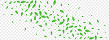 Light Green Leaf Background Transparent Vector. Foliage Isolate Design. Subtle Texture. Green Shape Card. Sheet Delicate.