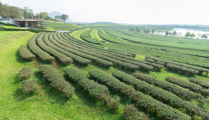 Wall Mural - tea plantation singha park, chaing rai, thailand