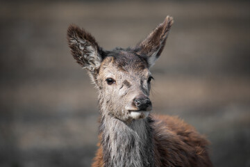 Wall Mural - portrait of a young red deer calf