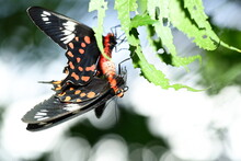 Tropical Beautiful Butterflies Mating In The Season.   