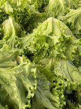 Close Up Of Green Lettuce. Concept Of Healthy Lifestyle And Dieting. Green Curly Lettuce Leaves For Healthy Salad.