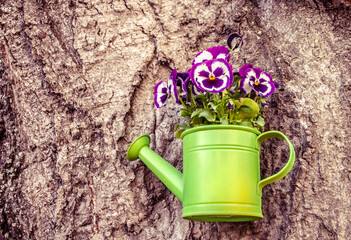 Wall Mural - Heart (viola tricolor) flowers in a light green watering can on a wood background. Natural urban decor photo.