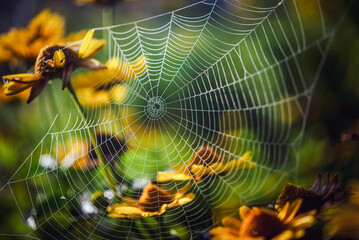 spider web with dew drops