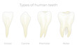 Teeth types vector illustration. Various healthy human tooth collection. Anatomical incisor, canine, premolar and molar visual shape differences