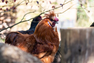 Wall Mural - rooster in the farm