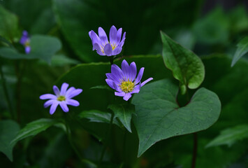 Wall Mural - Aster Yomena flowers are blooming