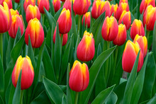 Tulipes En Bouton