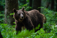 European Brown Bear (Ursus Arctos), Notranjska Forest, Slovenia