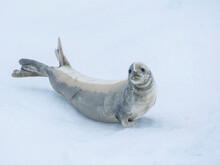 Adult Crabeater Seal (Lobodon Carcinophaga), On Ice In The Bellingshausen Sea