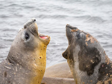 Two Young Bull Southern Elephant Seals (Mirounga Leonina), Fighting On The Beach On Snow Island