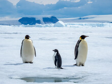 A Pair Of Emperor Penguins (Aptenodytes Forsteri), With An Adelie Penguin Near Snow Hill Island, Weddell Sea