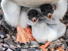 Adult Gentoo Penguin (Pygoscelis Papua), With Freshly Hatched Chicks At Petermann Island
