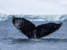 An Adult Humpback Whale (Megaptera Novaeangliae), Flukes Up Dive Amongst Ice At Brabant Island