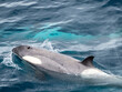 © robertharding - Curious type B2 killer whale (Orcinus orca), inspecting the ship in the Errera Channel