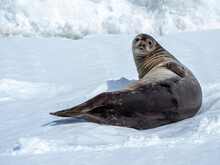 An Adult Weddell Seal (Leptonychotes Weddellii), Hauled Out On First Year Sea Ice In The Lemaire Channel