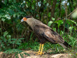 © robertharding - An adult southern crested caracara (Caracara plancus), on the Rio Cuiaba, Mato Grosso, Pantanal