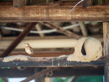Adult Red Ovenbird (Furnarius Rufus), With Nest On A Posada, Rio Pixaim, Mata Grosso, Pantanal