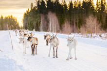 Herding Reindeer In Beautiful Snowy Landscape Of Jorn, Sweden