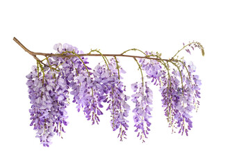 Poster - Wisteria flowers