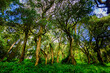 © robertharding - Beautiful green forest on the trail leading up Mount Kilimanjaro, Tanzania