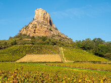 Grape Vines In Autumn At The Foot Of The Rock Of Solutre, Saone-et-Loire, Burgundy, France