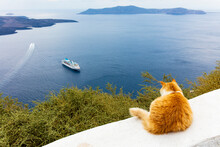 A Ginger Cat Resting On A Wall, Overlooking A Cruise Ship In The Aegean Sea, Santorini, Cyclades, Greek Islands