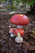 Amanita Muscaria (fly Agaric) Mushrooms In The Underwood With A Processionary Bug (caterpillar) Climbing One Of Them, Emilia Romagna