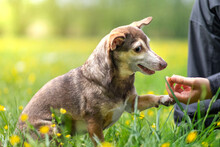 Small Dog And His Owner Playing With A Treat In A Field Of Yellow Flowers