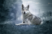 Czechoslovak Wolfdog Portrait Laying On The Ground Edited In Blue Colors