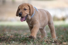 Broholmer Dog Breed Puppy With A Light Blue Collar Walking On The Grass