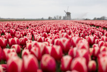 Blooming Red White Tulip Field In The Netherlands, North Holland, Dutch Mill On The Background, Macro Close Up