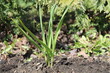 Jeune plant d'ail cultivé qui a sorti de terre au début du printemps