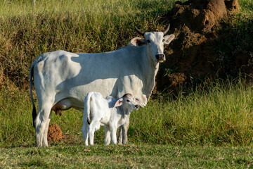 Wall Mural - white nelore cow and calf in the pasture