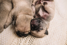 Little Newborn Pug Puppies Sleeping Together