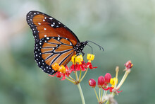 Queen Butterfly On Milkweed