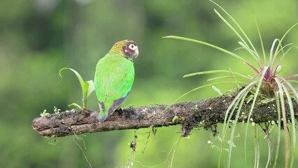 Wall Mural - a brown-hooded parrot, perched on a branch, turns towards the camera at boca tapada in costa rica