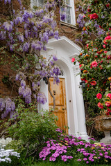 Beautiful wisteria and a rose bush near an old house. Spring. Holland Park, London. England