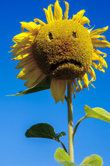 Wall Mural - sunflower sad physiognomy (sadness, despair, depression, old age - concept)